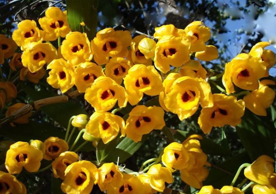 Hoa lan phi điệp vàng - Nguồn gốc, đặc điểm, cách trồng và chăm sóc hoa lan phi điệp vàng 18 - kythuatcanhtac.com