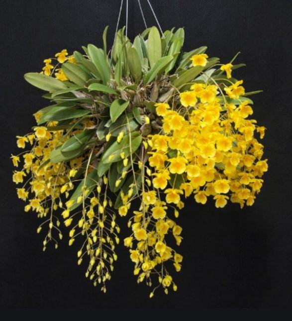 Hoa lan vảy rồng - Nguồn gốc, đặc điểm, cách trồng và chăm sóc hoa lan vảy rồng 27 - kythuatcanhtac.com