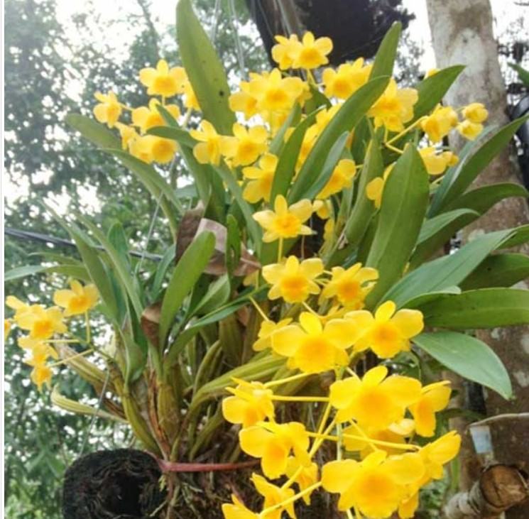 Hoa lan kim điệp xuân - Loài hoa mang đến sắc hương rực rỡ cho ngày tết 23 - kythuatcanhtac.com