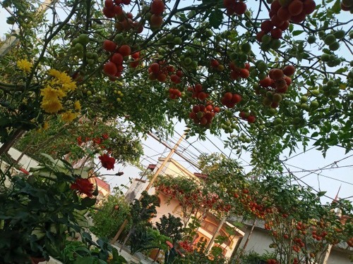 Mẹ Hải Phòng làm ròng rọc tời đất lên sân thượng trồng cà chua, quả kết từng chùm trĩu giàn - 11 - kythuatcanhtac.com
