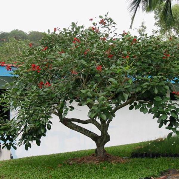 Cây osaka đỏ – Đặc điểm, kỹ thuật trồng và chăm sóc Osaka đỏ 4 - kythuatcanhtac.com