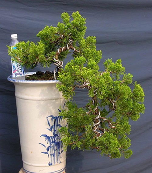 Cây tùng cối bonsai uyển chuyển - kythuatcanhtac.com