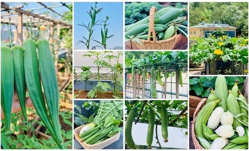 Mẹ Tây Bắc hé lộ cách làm sân thượng trồng cả trăm loại rau, hiếm khi phải ra chợ mua - 15 - kythuatcanhtac.com