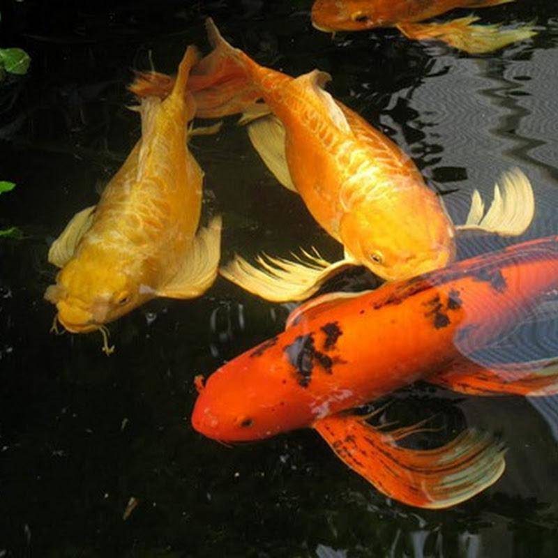 Nuôi 10 loài cá cảnh này trong nhà để tấn tài tấn lộc tiền ùa về như nước - 5 - kythuatcanhtac.com