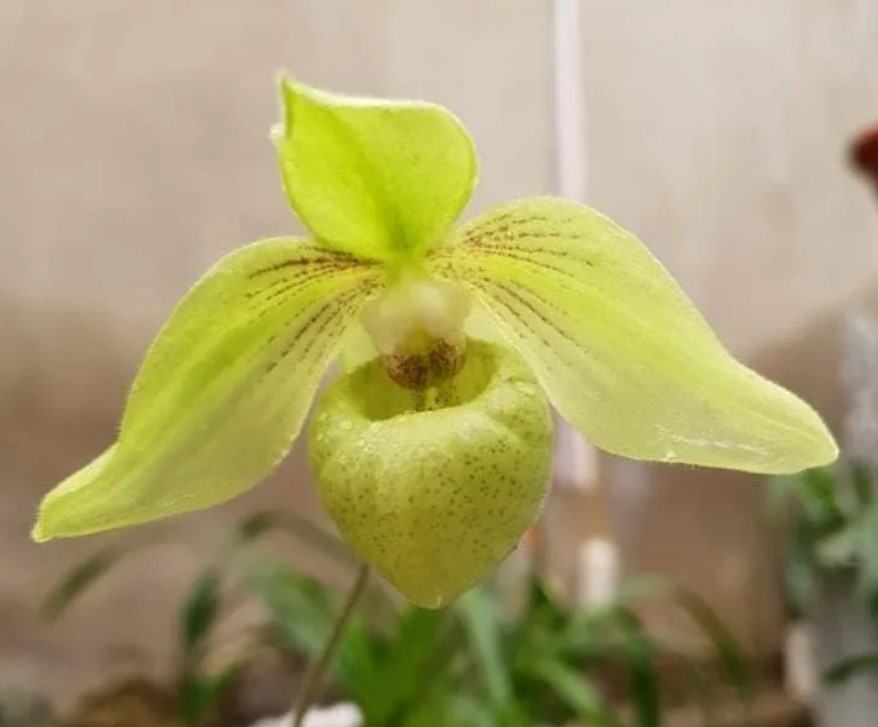 Hoa lan hài - Nguồn gốc, đặc điểm, cách trồng và chăm sóc hoa lan hài 28 - kythuatcanhtac.com