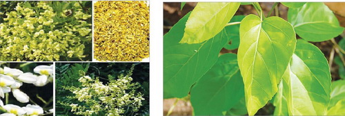 Hoa hòe (trái) và lá vông (phải) là 2 vị thuốc chữa mất ngủ do tâm hỏa thịnh. - kythuatcanhtac.com