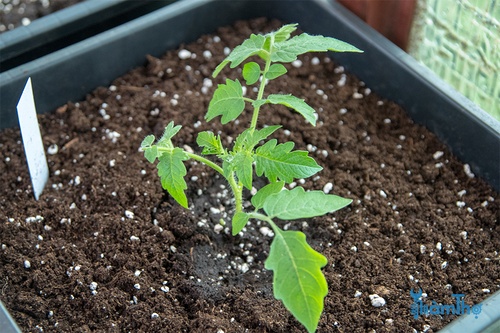 Khi cây được tầm 3-4 lá, cấy cây con sang trồng một chậu mới - kythuatcanhtac.com