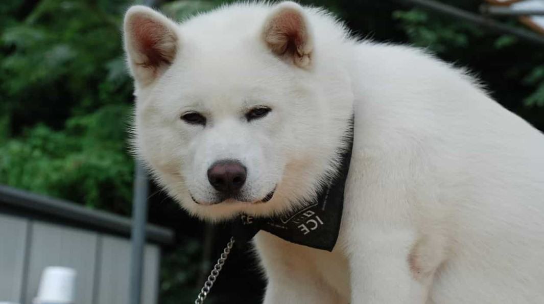 Chó akita - Nguồn gốc, đặc điểm và những lưu ý khi mua chó Akita 17 - kythuatcanhtac.com