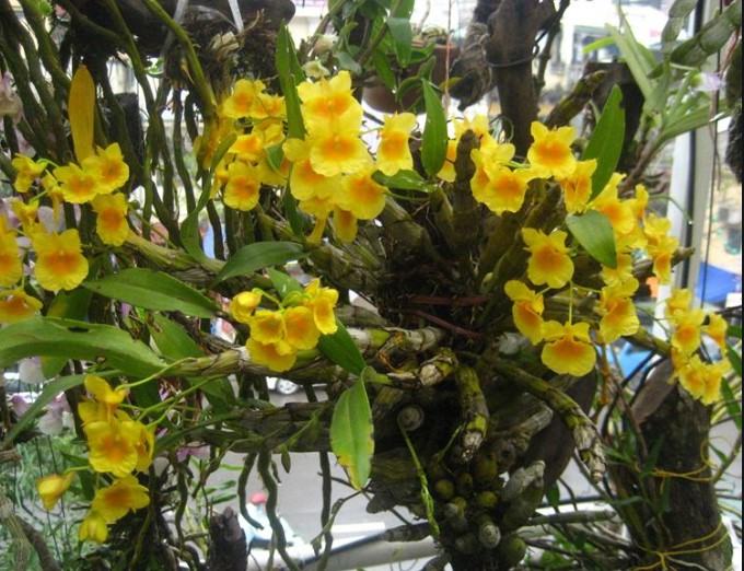 Hoa lan kim điệp xuân - Loài hoa mang đến sắc hương rực rỡ cho ngày tết 15 - kythuatcanhtac.com