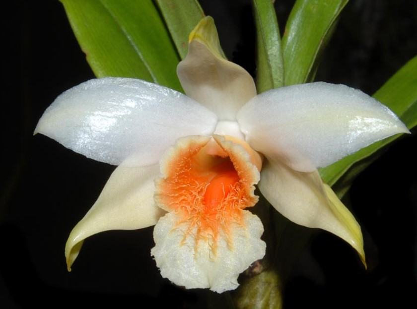 Hoa lan nhất điểm hoàng - Nguồn gốc, đặc điểm, cách trồng và chăm sóc hoa lan nhất điểm hoàng 17 - kythuatcanhtac.com