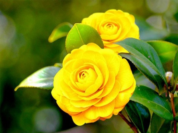 Hoa Trà: Hình ảnh, ý nghĩa, cách trồng và chăm sóc giúp hoa nở đẹp - 6 - kythuatcanhtac.com
