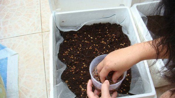 Cách trồng loại rau đặc trưng của Hàn Quốc lớn như thổi, chồng con thích thú - 4 - kythuatcanhtac.com