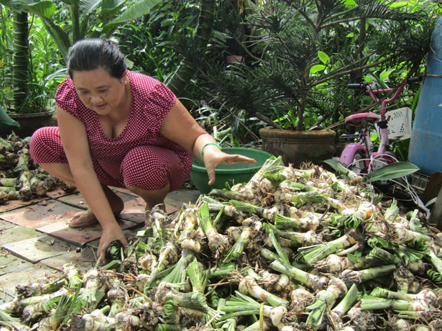 Câu chuyện trồng lan Bạch trinh thu trăm triệu - kythuatcanhtac.com