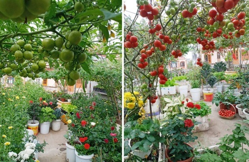 Mẹ Hải Phòng làm ròng rọc tời đất lên sân thượng trồng cà chua, quả kết từng chùm trĩu giàn - 4 - kythuatcanhtac.com
