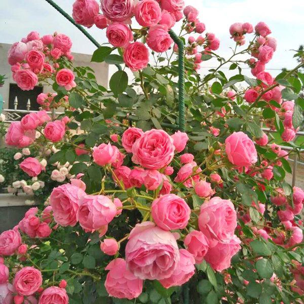 7 loại hoa này khi nở sẽ tươi tắn hàng ngày, để ban công có hoa nở quanh năm - 1 - kythuatcanhtac.com