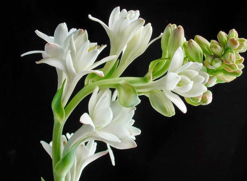 Tổng hợp những hình ảnh đẹp về hoa Huệ - kythuatcanhtac.com