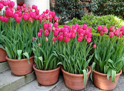Trồng hoa tulip trang trí không gian nhà sang trọng vào dịp tết - kythuatcanhtac.com