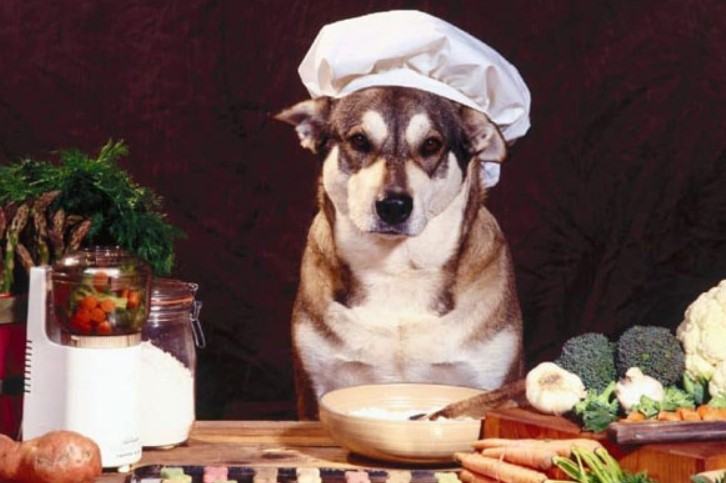 Chó Husky sibir - Những thông tin cơ bản về nguồn gốc, đặc điểm, cách chăm sóc chú chó Husky sibir 17 - kythuatcanhtac.com
