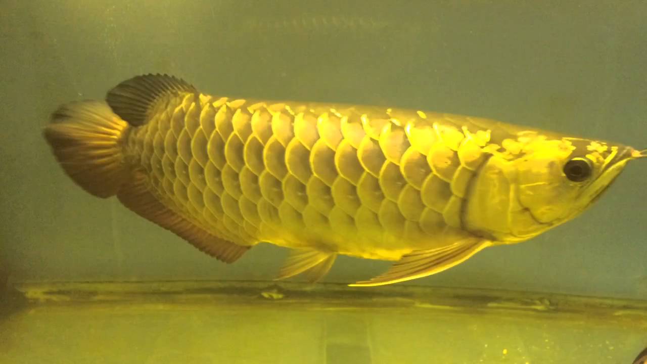 Đặc điểm hình thái của cá Kim Long - kythuatcanhtac.com