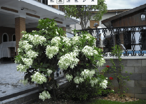 Cây én bạc - Cây đẹp độc đáo trồng công trình cảnh quan 2 - kythuatcanhtac.com