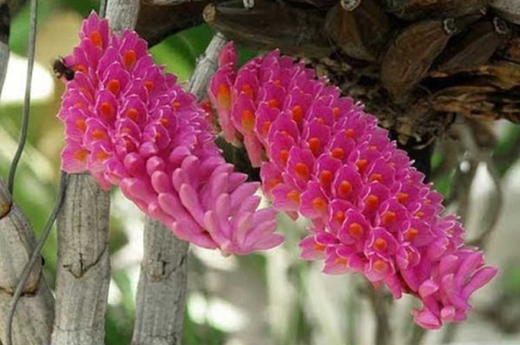 Hoa lan báo hỷ - Loài hoa có sắc đẹp rực rỡ và hương thơn cuốn hút 16 - kythuatcanhtac.com