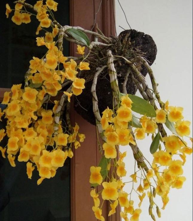 Hoa lan kim điệp xuân - Loài hoa mang đến sắc hương rực rỡ cho ngày tết 19 - kythuatcanhtac.com