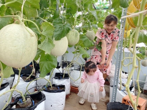 Bầu bí 7 tháng, mẹ Sài Gòn vẫn còng lưng trồng rau sân thượng, thành quả ngoài mong đợi - 8 - kythuatcanhtac.com