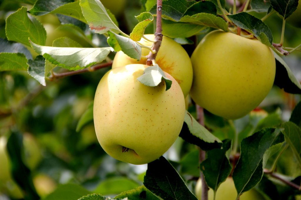 Hướng dẫn cách trồng táo đào vàng và bí kíp cắt tỉa cho quả năm tới - kythuatcanhtac.com