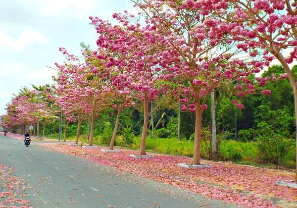 Cây Kèn Hồng có ý nghĩa và cách trồng cây Chuông Hồng ra hoa đẹp - 3 - kythuatcanhtac.com