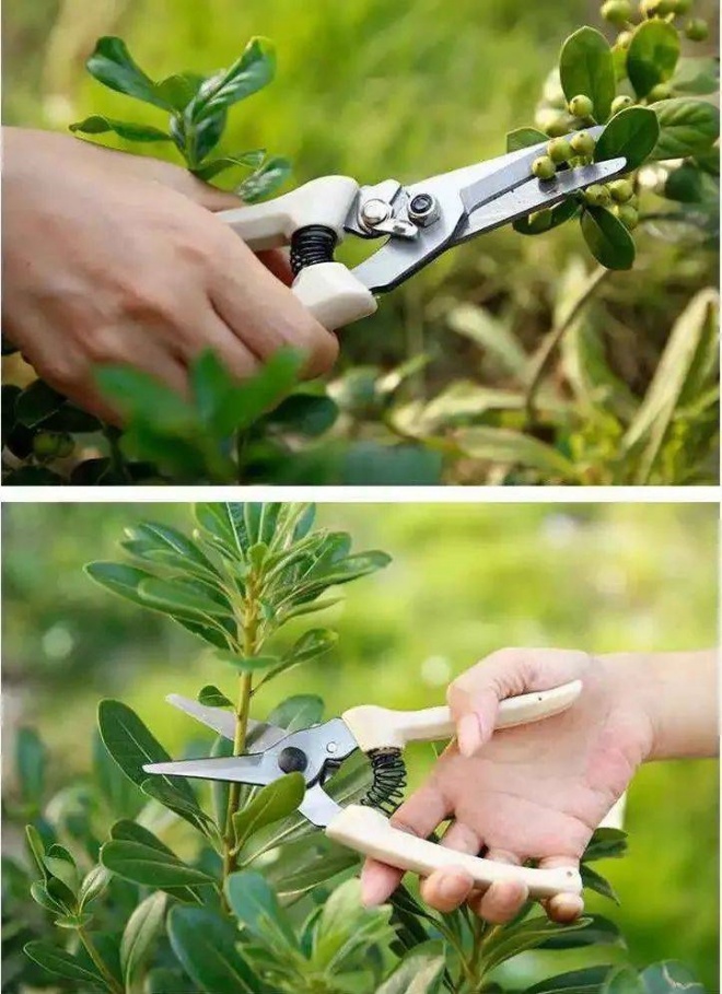 Mạnh tay cắt tỉa để cây cảnh của bạn khỏe mạnh, nảy mầm xanh tươi, ra hoa rực rỡ - 3 - kythuatcanhtac.com
