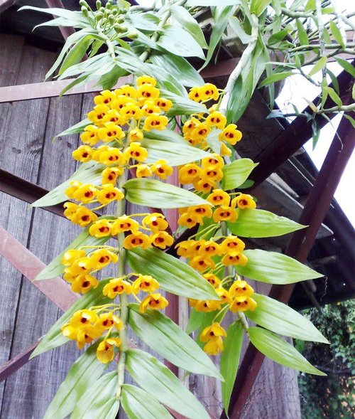 Ngạc nhiên với những bí kíp trồng cây hoa lan đảm bảo sống, nhanh ra hoa đẹp - 4 - kythuatcanhtac.com