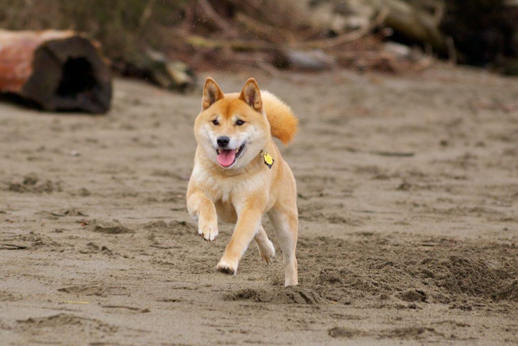 Một chú chó Shiba lông vàng đang chơi trên bãi cát - kythuatcanhtac.com