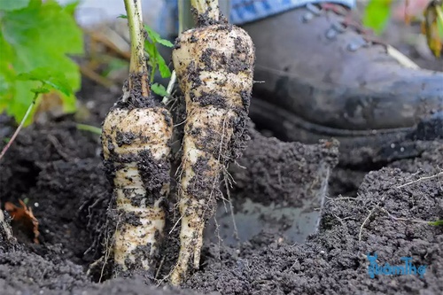 Tránh trồng cà rốt cùng củ cải và cần tây - kythuatcanhtac.com