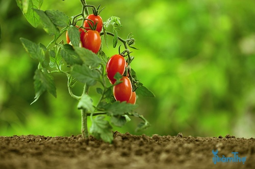 Cách phòng tránh bệnh cháy lá cây cà chua - kythuatcanhtac.com