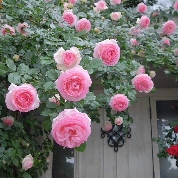 Cách trồng hoa hồng sau Tết, đừng vứt đi phí của, để lại vài tháng sau có hoa mới - 4 - kythuatcanhtac.com