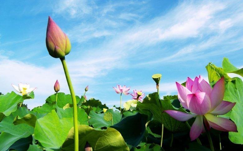 Hoa sen - Nguồn gốc, Ý nghĩa và cách trồng chăm sóc hoa sen 7 - kythuatcanhtac.com