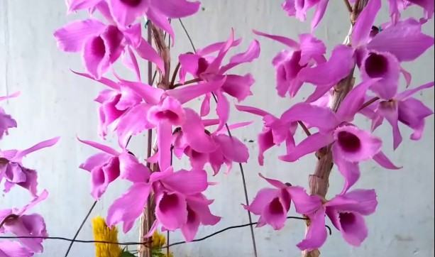 Hoa lan trầm - Những loại hoa lan trầm phổ biến nhất hiện nay 29 - kythuatcanhtac.com