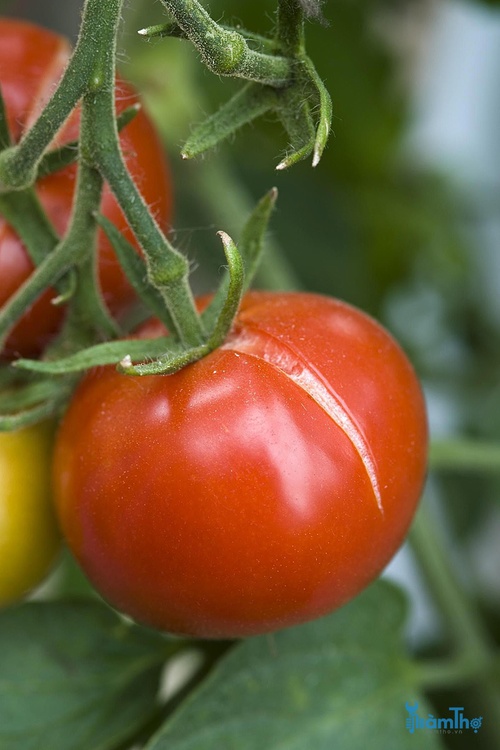 Cà chua chín bị nứt - kythuatcanhtac.com