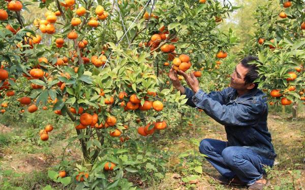 Kỹ thuật trồng cây cam sai quả - kythuatcanhtac.com