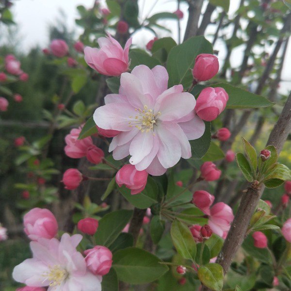 Muốn hút tài lộc nhất định phải trồng cây cảnh này trước sân nhà, hoa rực rỡ, thơm ngát - 6 - kythuatcanhtac.com