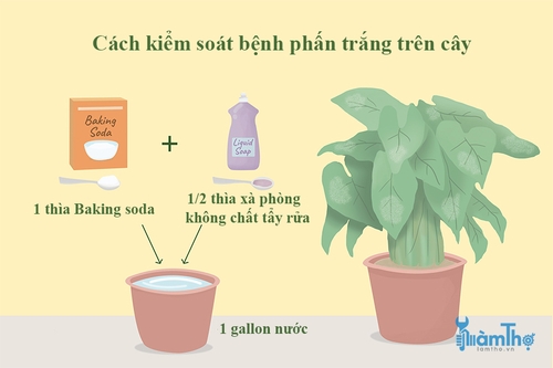 Cách ngăn ngừa bệnh phấn trắng bằng hỗn hợp baking soda - kythuatcanhtac.com
