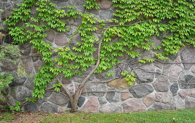 Cây hoa leo ivy – cách trồng và chăm sóc cây hoa leo ivy 5 - kythuatcanhtac.com