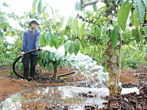 Kỹ thuật tưới nước cho cây cà phê vào mùa khô đạt hiệu quả - kythuatcanhtac.com