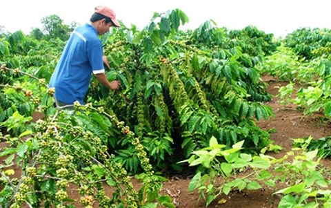 Kỹ thuật chăm sóc cây cà phê vào mùa khô giúp cây đạt năng suất cao - kythuatcanhtac.com