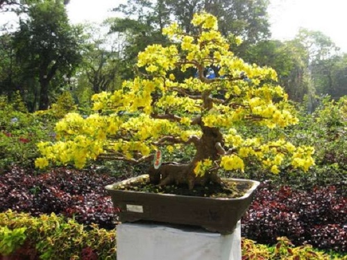 10 Cây cảnh bonsai đẹp nhất và cách chăm sóc cây bonsai đúng kỹ thuật - 12 - kythuatcanhtac.com