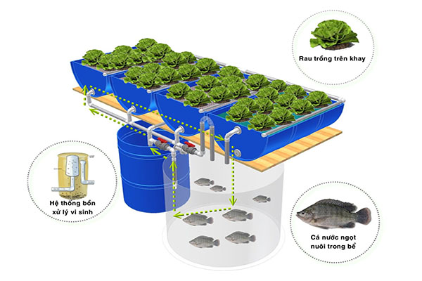 Mô hình trồng rau nuôi cá - kythuatcanhtac.com