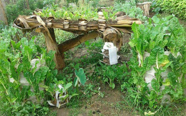 Học người nước ngoài trồng rau trên thân chuối, tiết kiệm diện tích, rau lớn ầm ầm - 3 - kythuatcanhtac.com