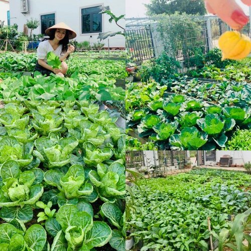Mẹ bốn con ở Quảng Ninh với “nông trại cổ tích” 300m2 giữa thành phố mà ai cũng ao ước - 4 - kythuatcanhtac.com