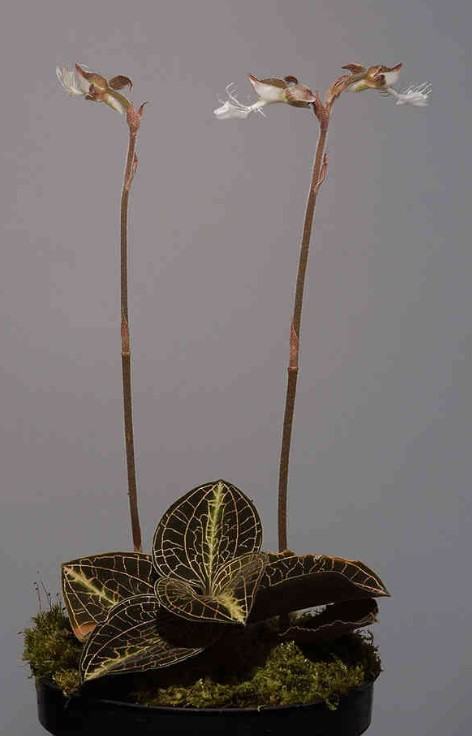 Hoa lan kim tuyến - Loài hoa có vẻ đẹp hút hồn và vô cùng quý hiếm 15 - kythuatcanhtac.com
