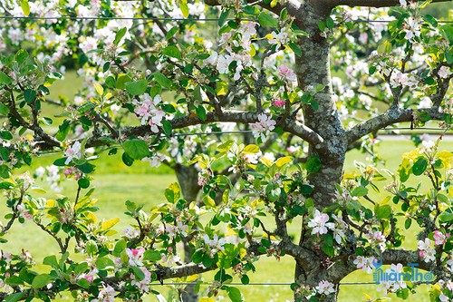Cây táo không chỉ ra trái vào mùa thu mà còn cung cấp hoa đẹp vào mùa xuân - kythuatcanhtac.com
